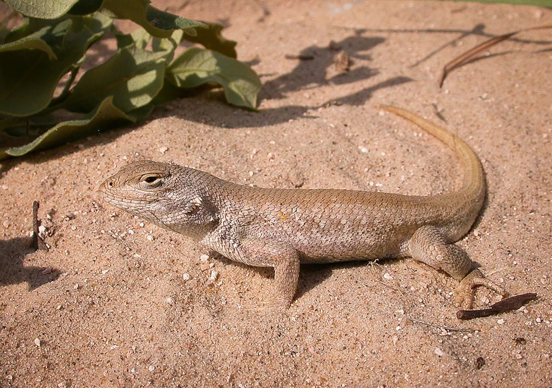 Dunes Sagebrush Lizard (Contributed/US Fish &amp; Wildlife)