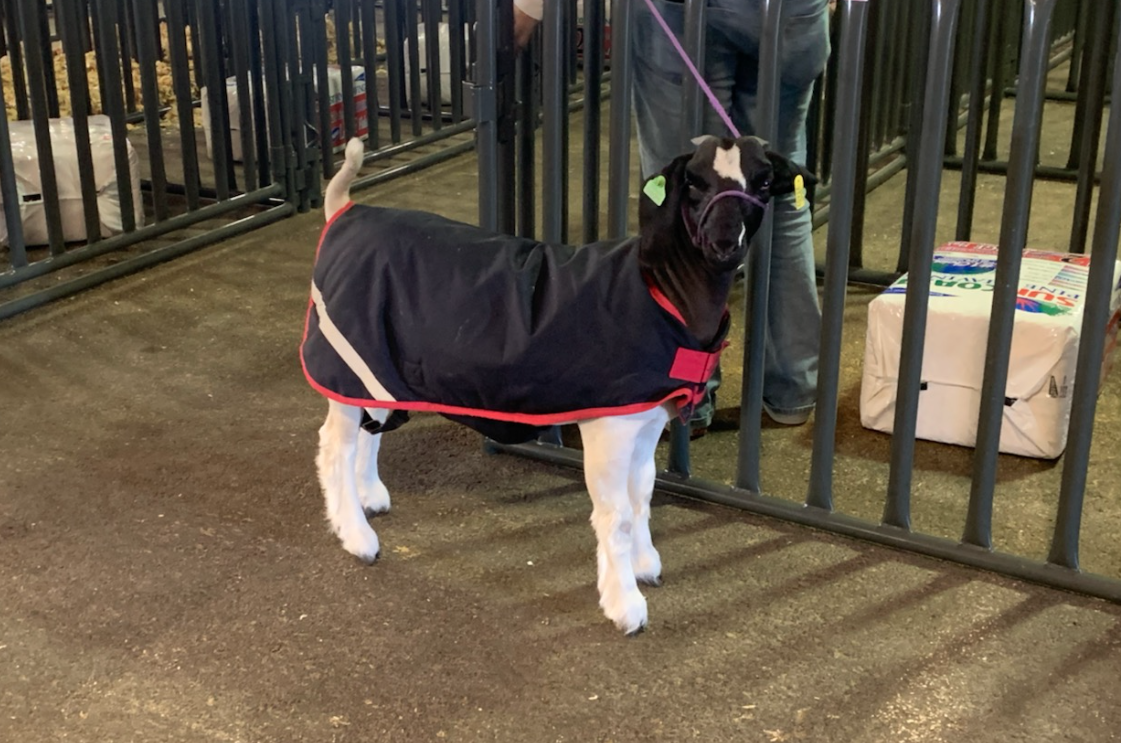 A Market Goat at the 2021 San Angelo Livestock Show