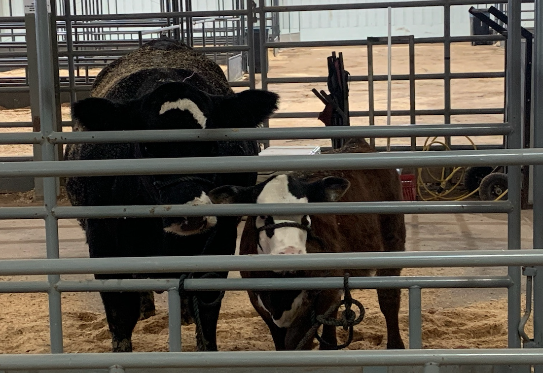 Breeding Cows at the 2021 San Angelo Live Stock Show