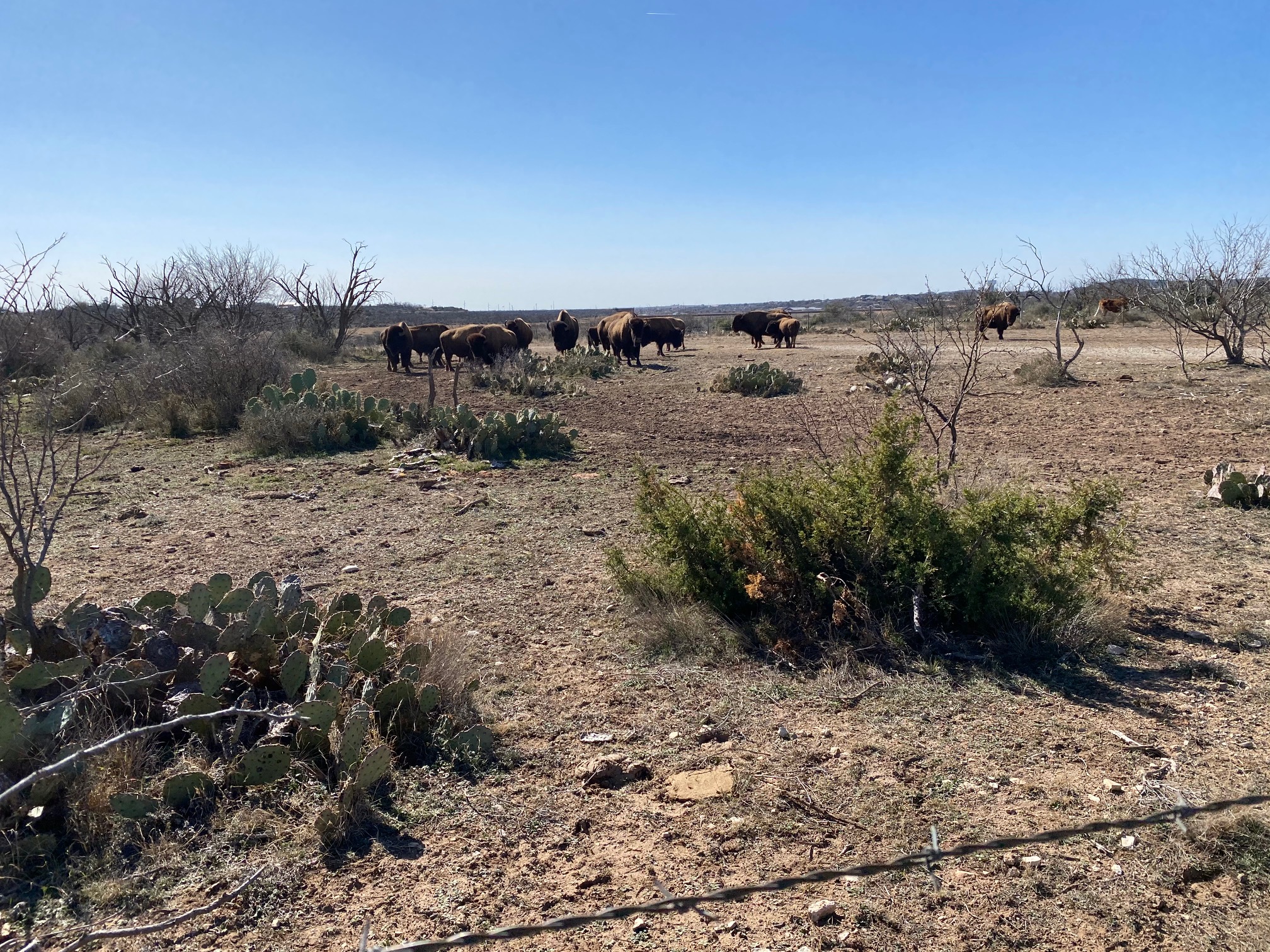 Bison Put on a Show at San Angelo State Park (LIVE! Photo/Yantis Green)