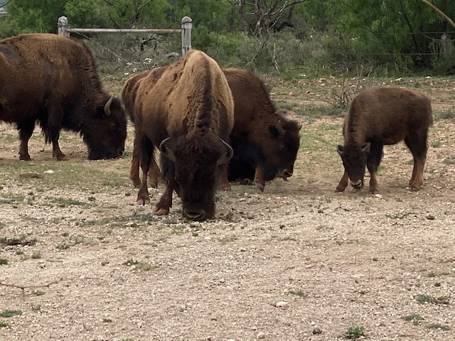 Bison at San Angelo State Park May 2021 (LIVE! Photo/Yantis Green)