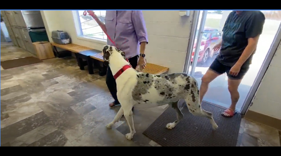 Ziggy, the rescued Great Dane | KTXS