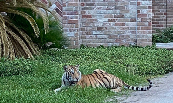 Tiger in Houston