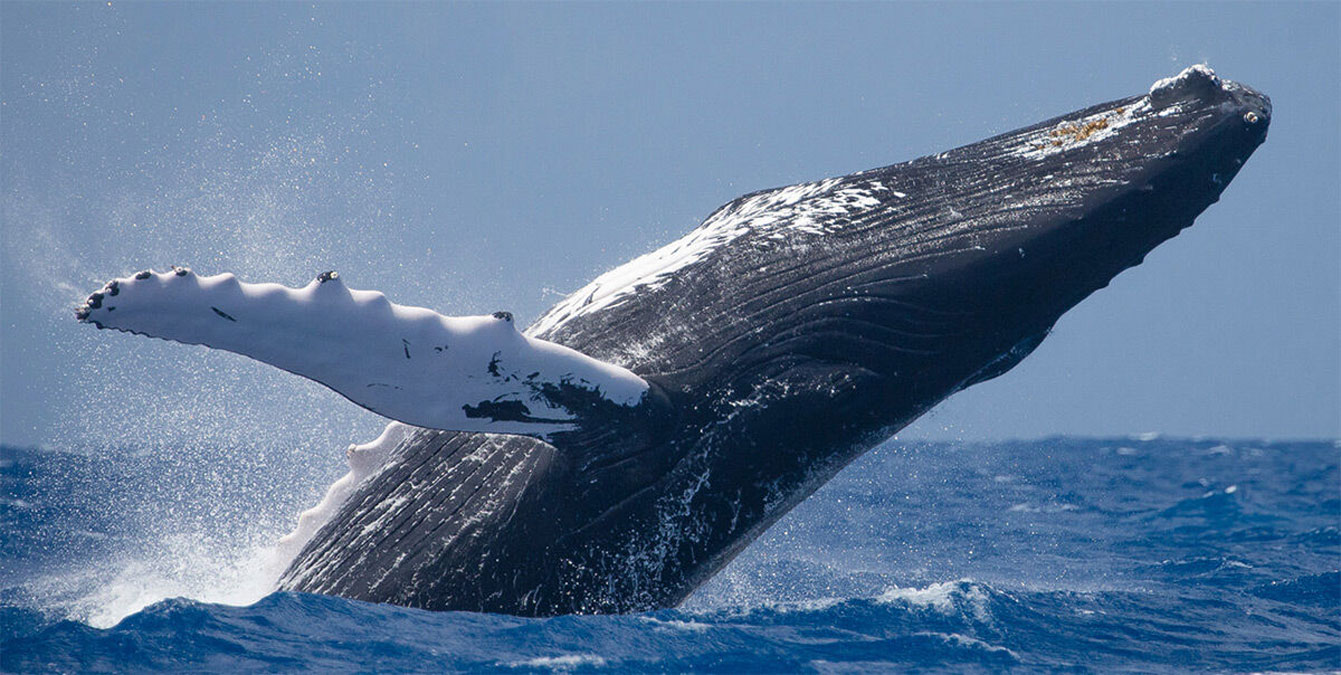 Humpback whale