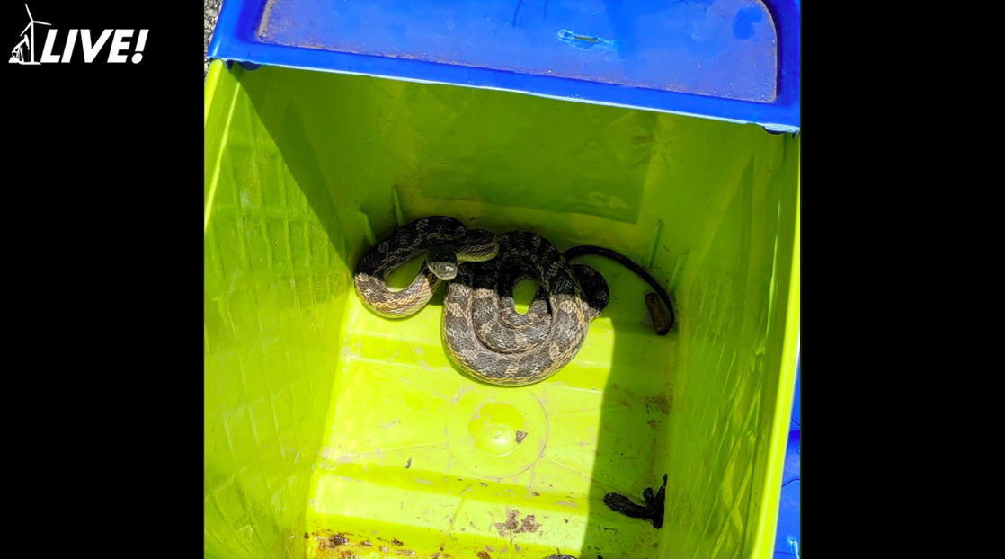 Snake In Kitty Litter Box | Castle Hills PD