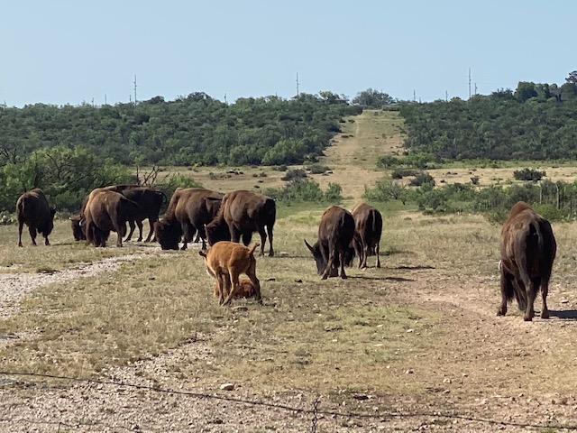 Bison feeding in San Angelo State Park (LIVE! Photo/Yantis Green)