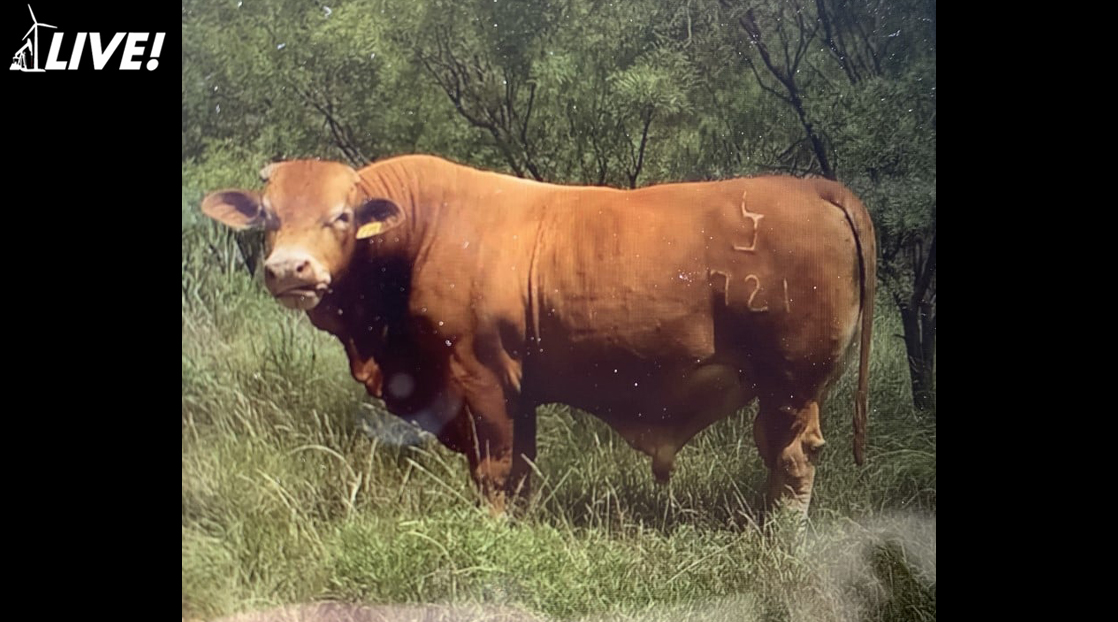 Estray Bull | Runnels County Sheriff's Office