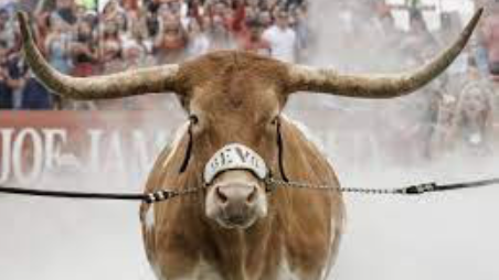 Bevo, the Texas Longhorn