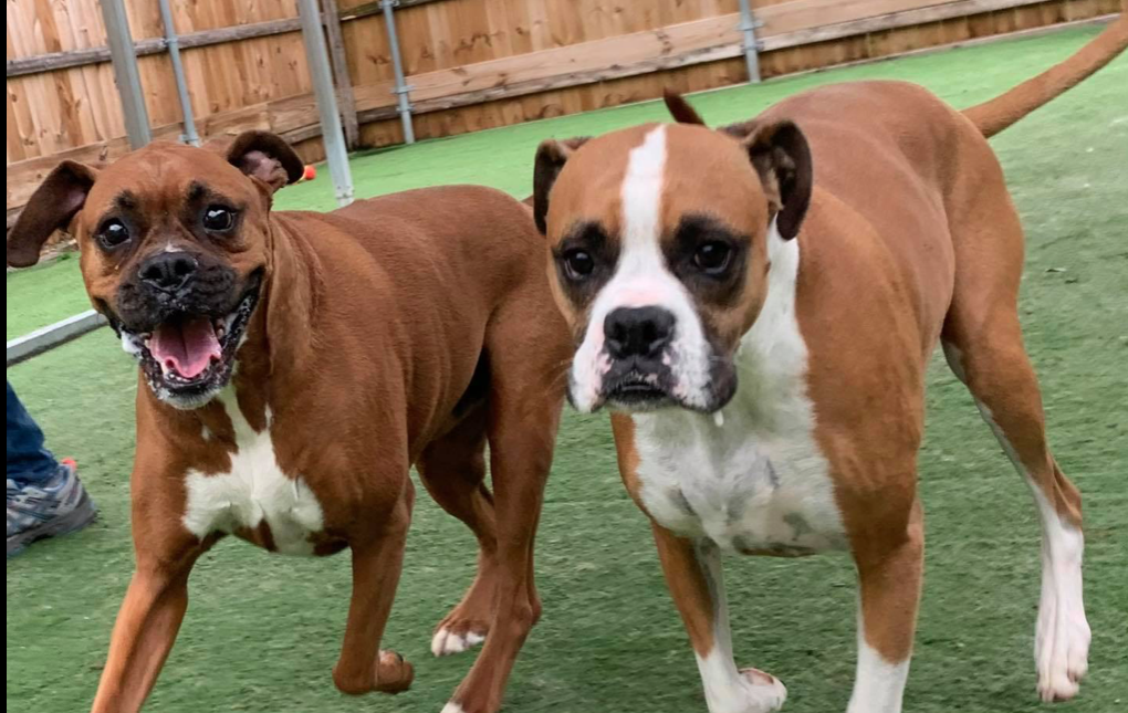 Ponderosa Pet Resort