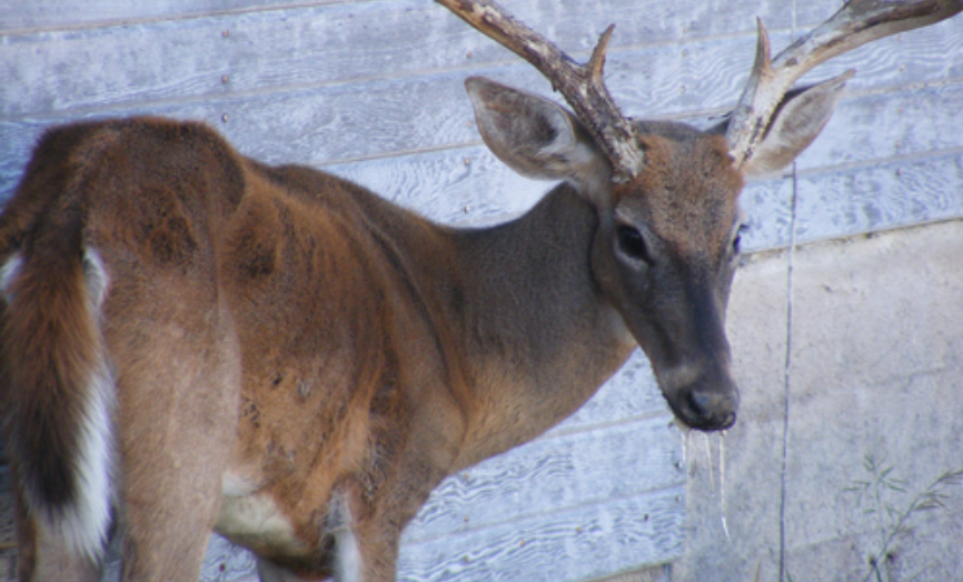 CWD Deer (Contributed/TPWD)