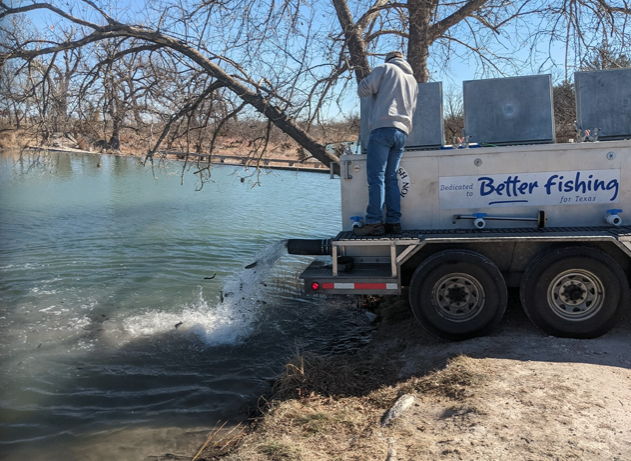 Rainbow Trout Being Put in Foster Park