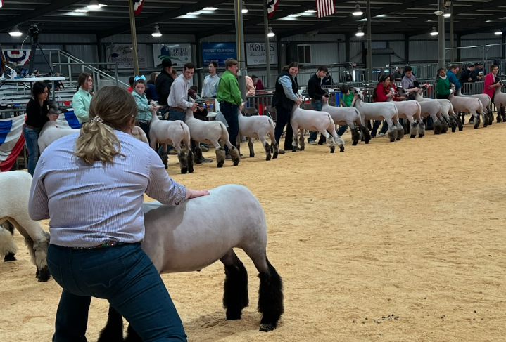 2022 San Angelo Junior Market Lamb Show