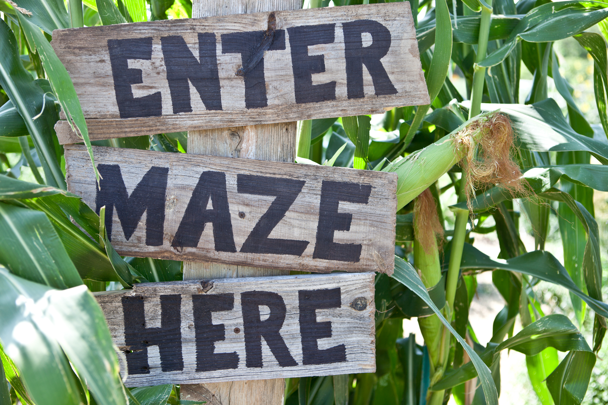 Corn Maze