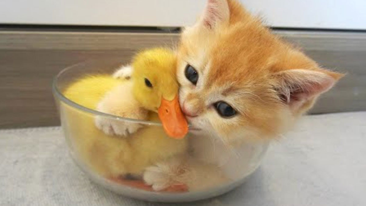 A kitten and a duck.