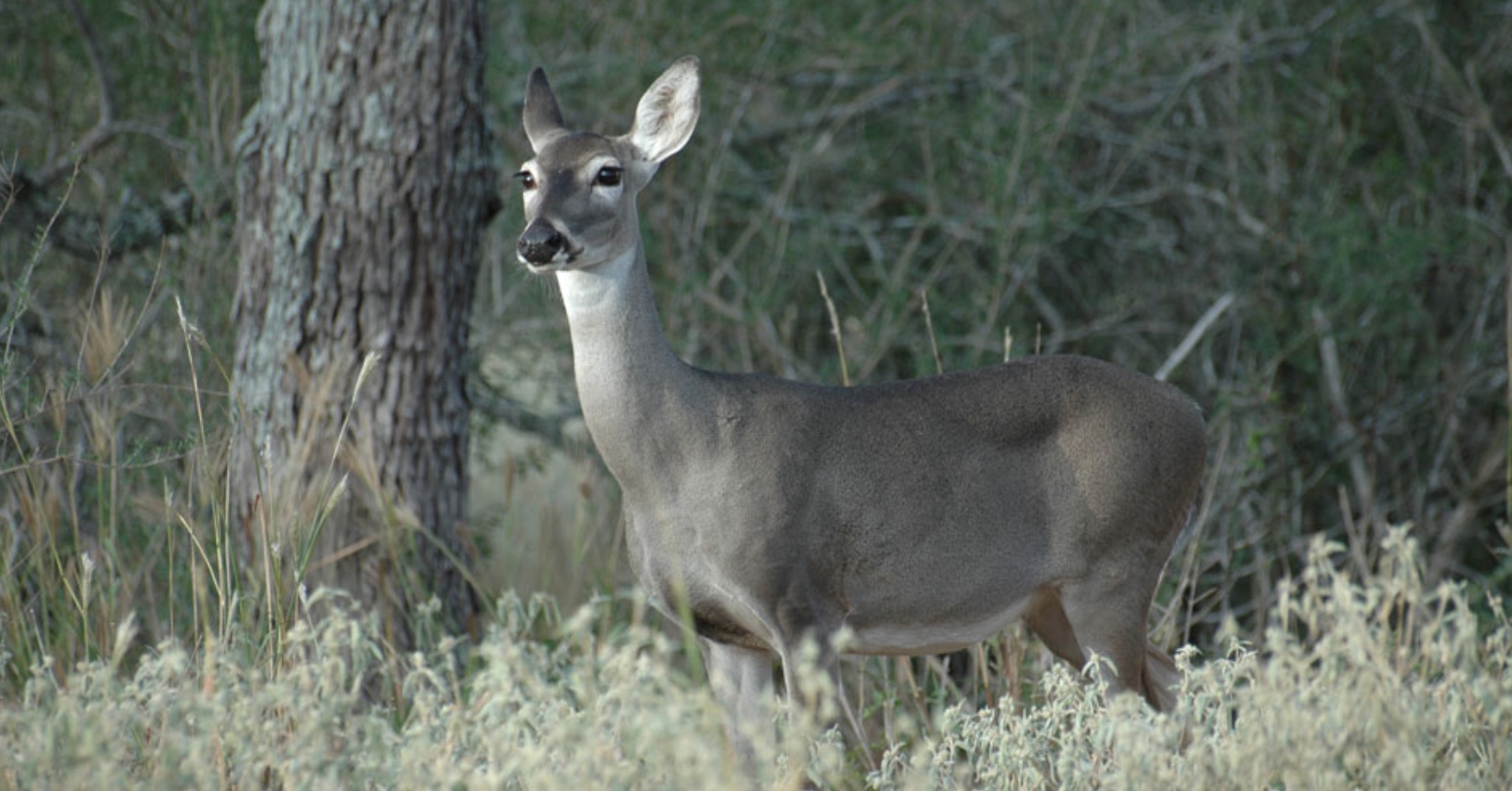 White-tailed Doe (Courtesy/Mossy Oak)