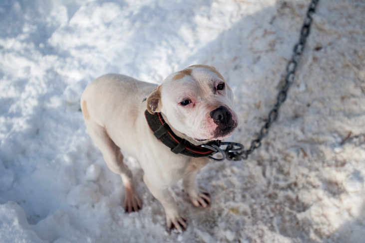 Freezing Cold Dog (Courtesy/Humane Society)