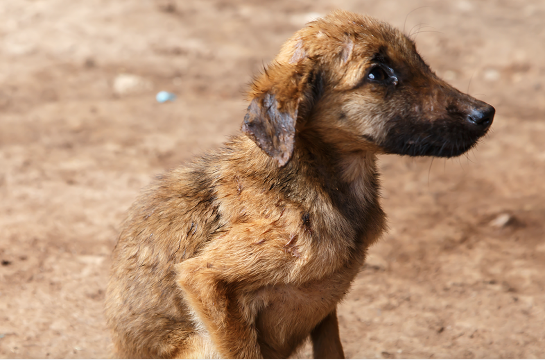 Starving Abused Dog (Courtesy/Texas Humane Network)