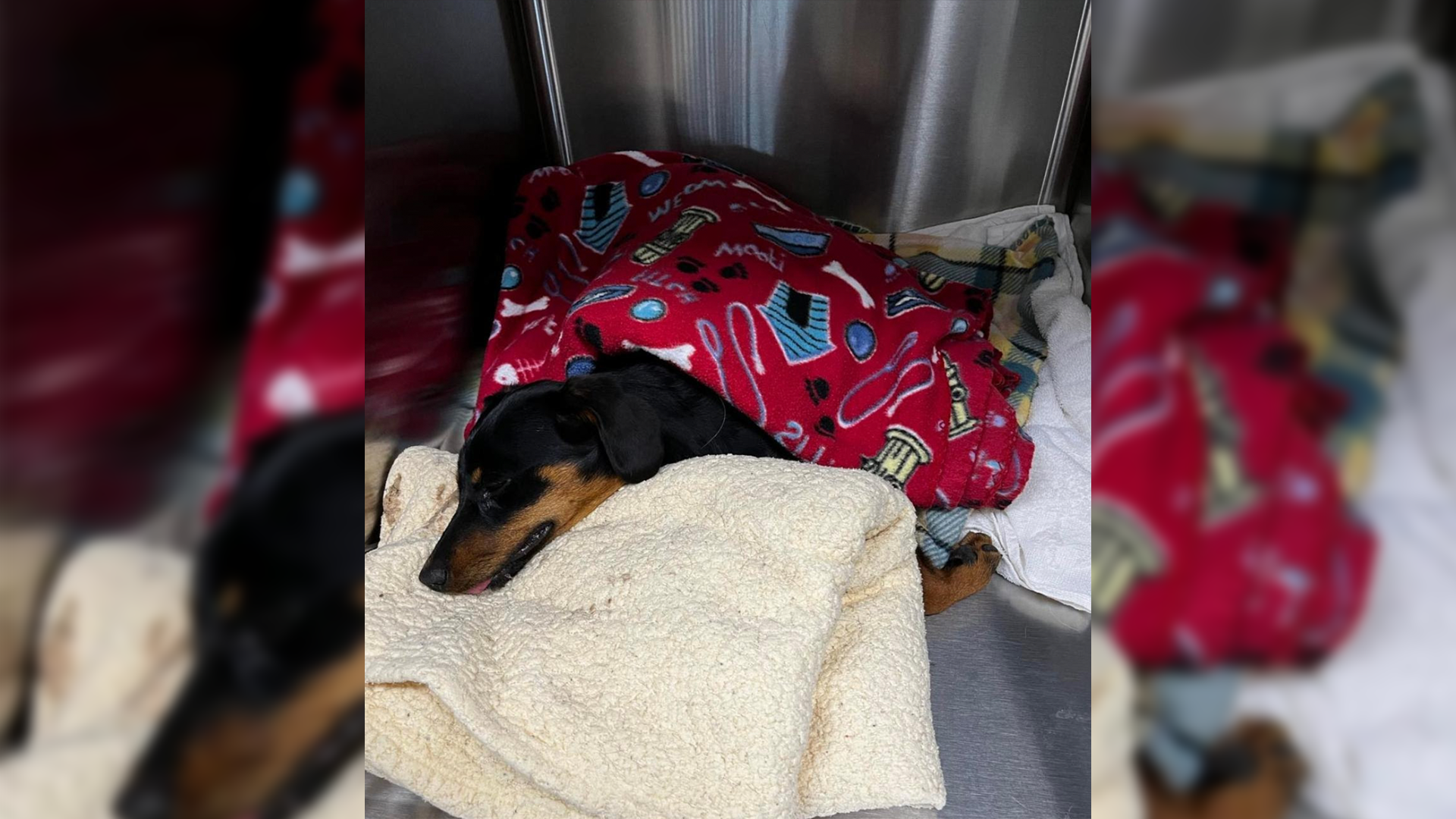 4th Dog from Riverbend Estates