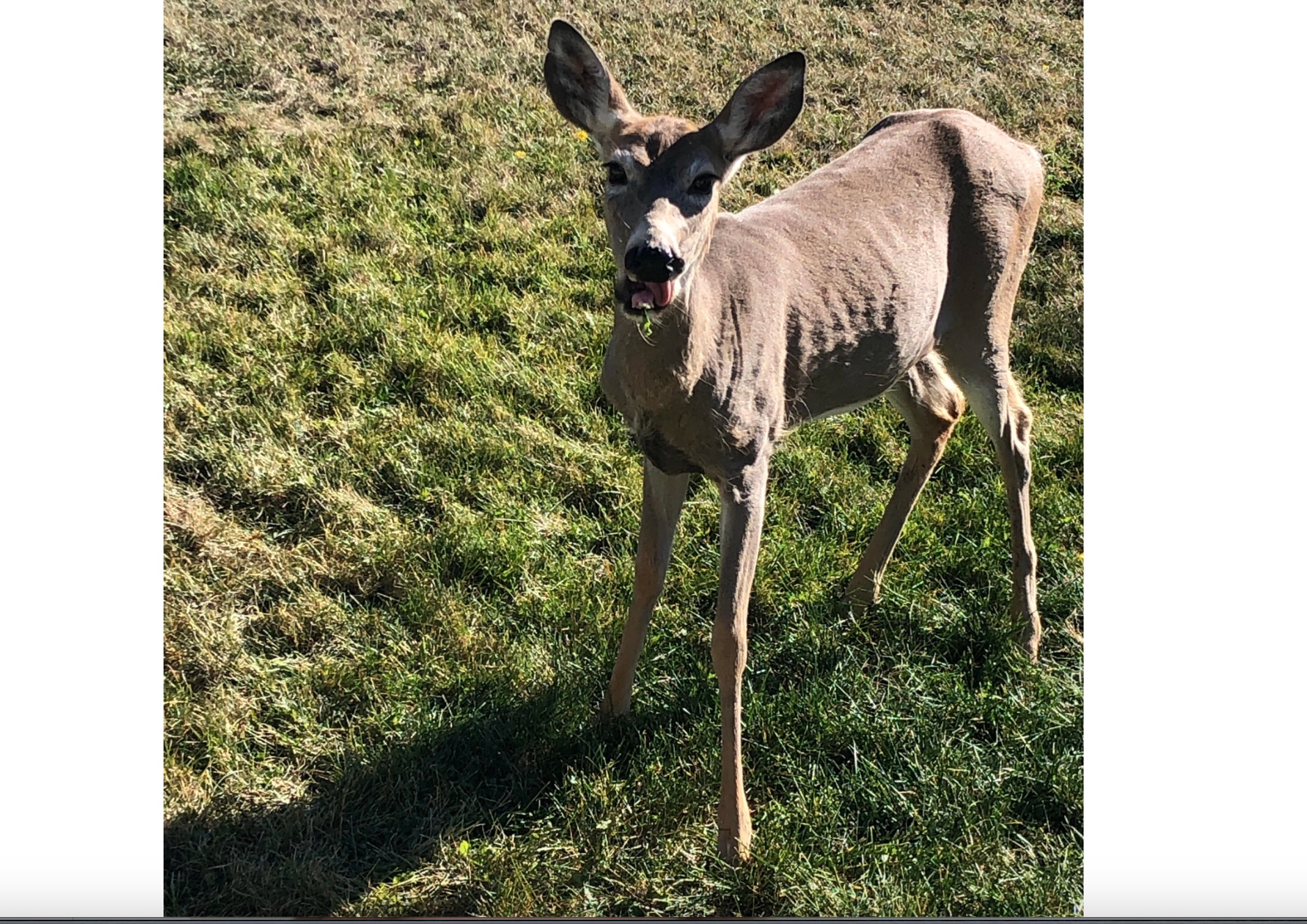 Chonic Wasting Disease (Courtesy/reddit)