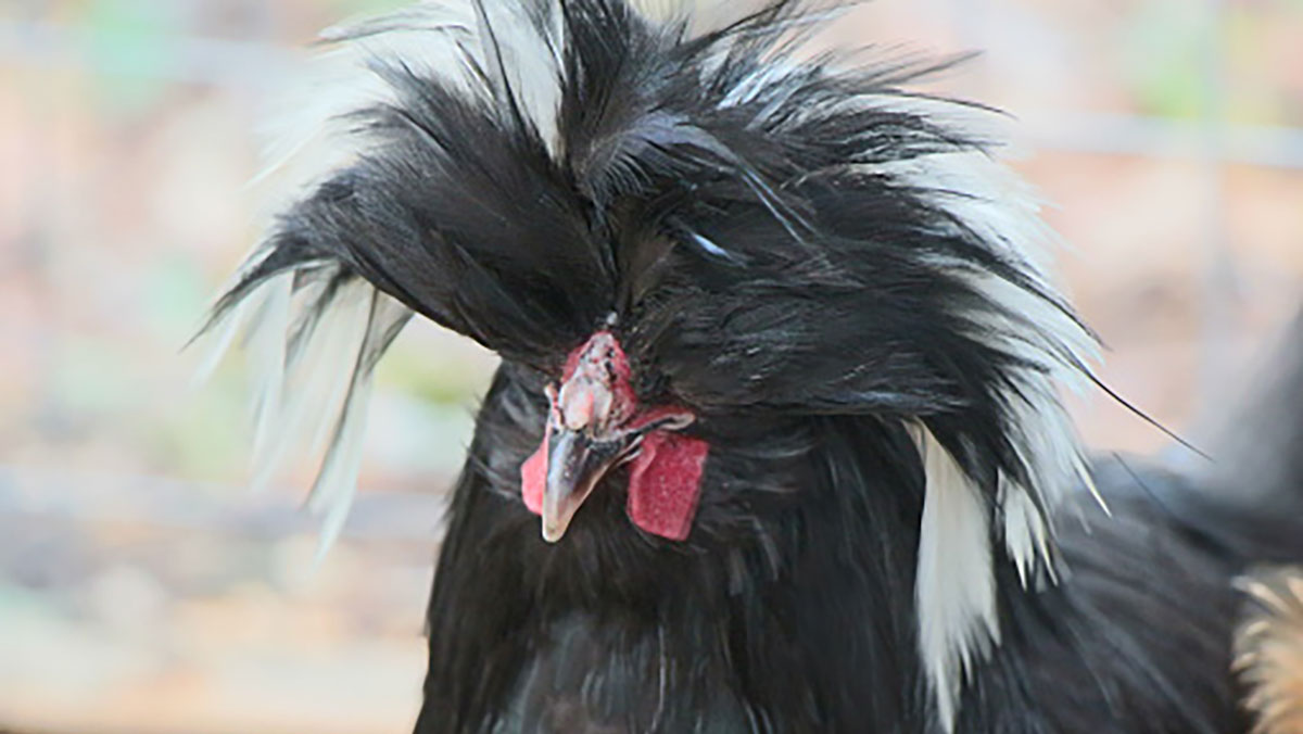 But most roosters are not quite as nefarious as Richard.