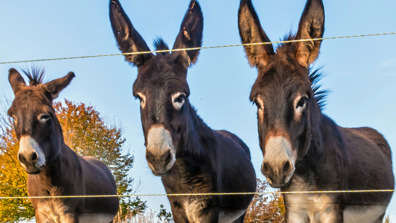 Three donkeys