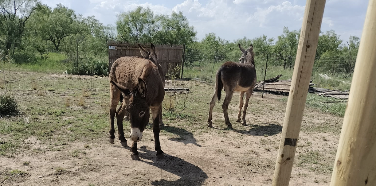 Donkeys in Grape Creek. The actual picture taken days prior to their deaths.