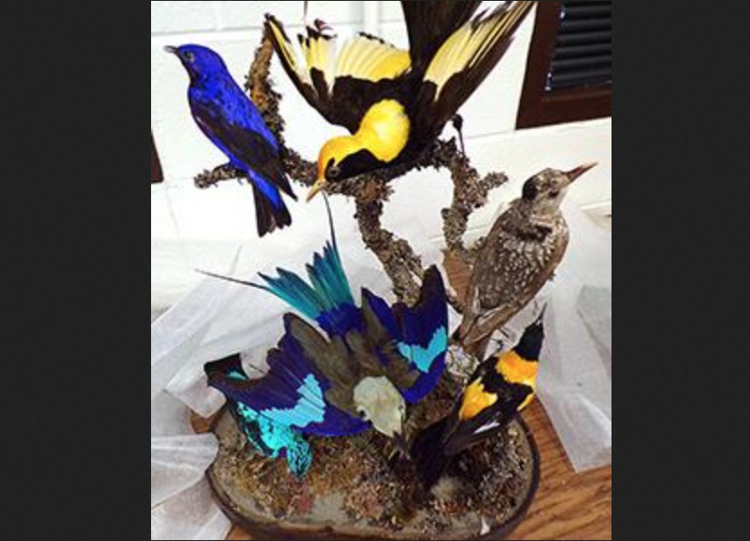 Illegal UK Bird Mount (Courtesy/CBP)