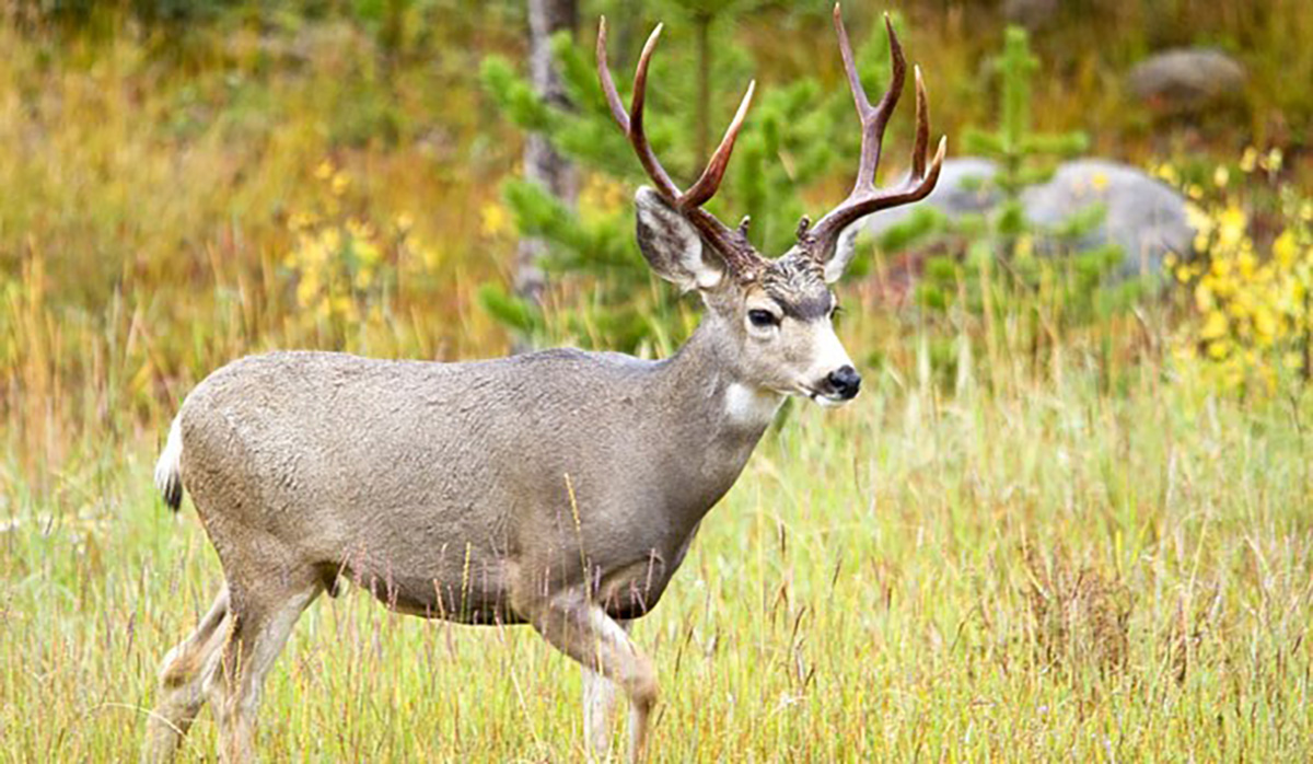 A Mule Deer