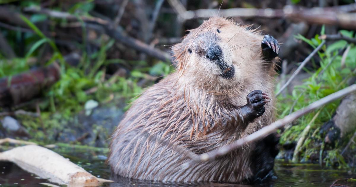 Beaver (Courtesy Longview Daily News)