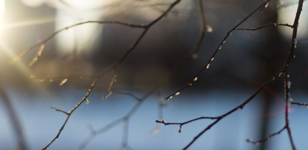 Light Freeze (Courtesy Arbor Experts)