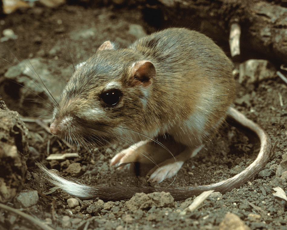 Endangered Kangaroo Rat (Courtesy TPWD)