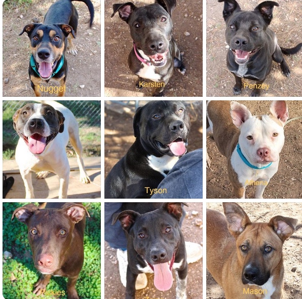 25 Dogs to be Euthanized (Courtesy CVPAWS)