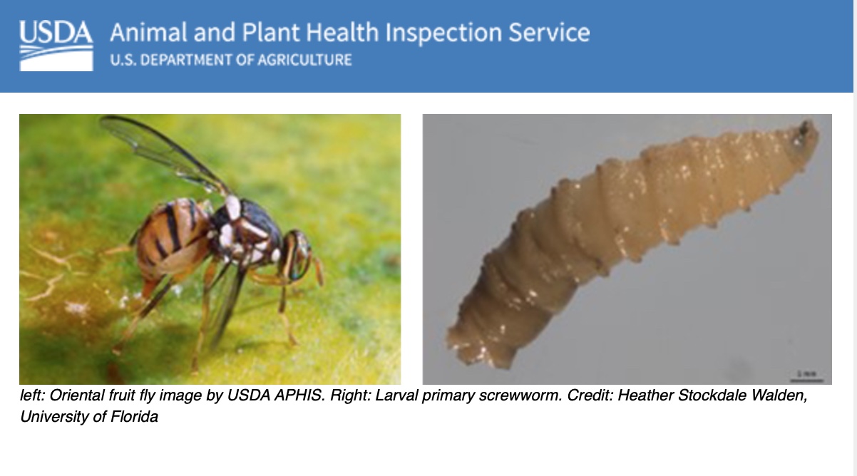 Wasp &amp; Worm Threat (Courtesy USDA)
