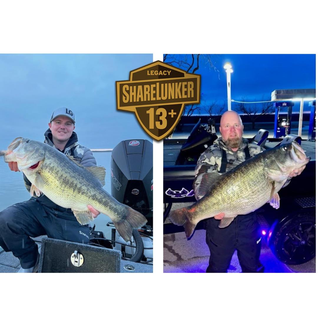 Olson &amp; Waldon ShareLunkers Ivie (Courtesy Inland Fisheries)