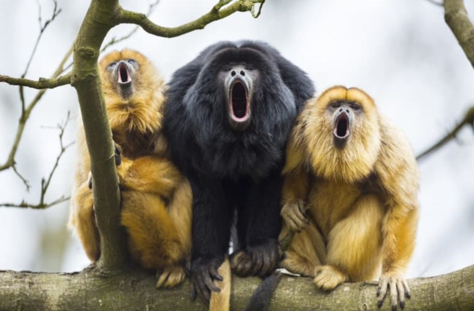 Howler Monkeys Courtesy Fact Animal