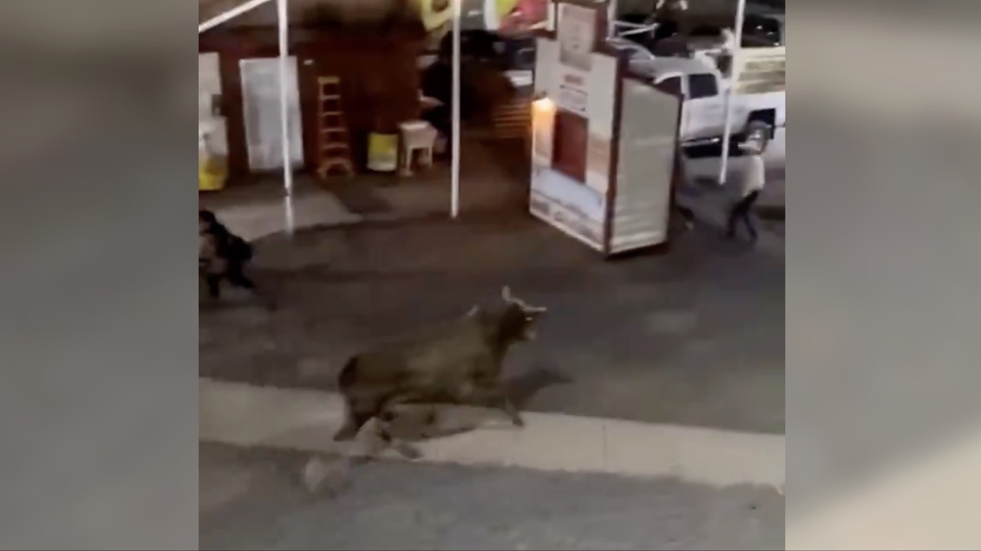 A Bull escaped the arena floor at the Sisters Rodeo in Oregon