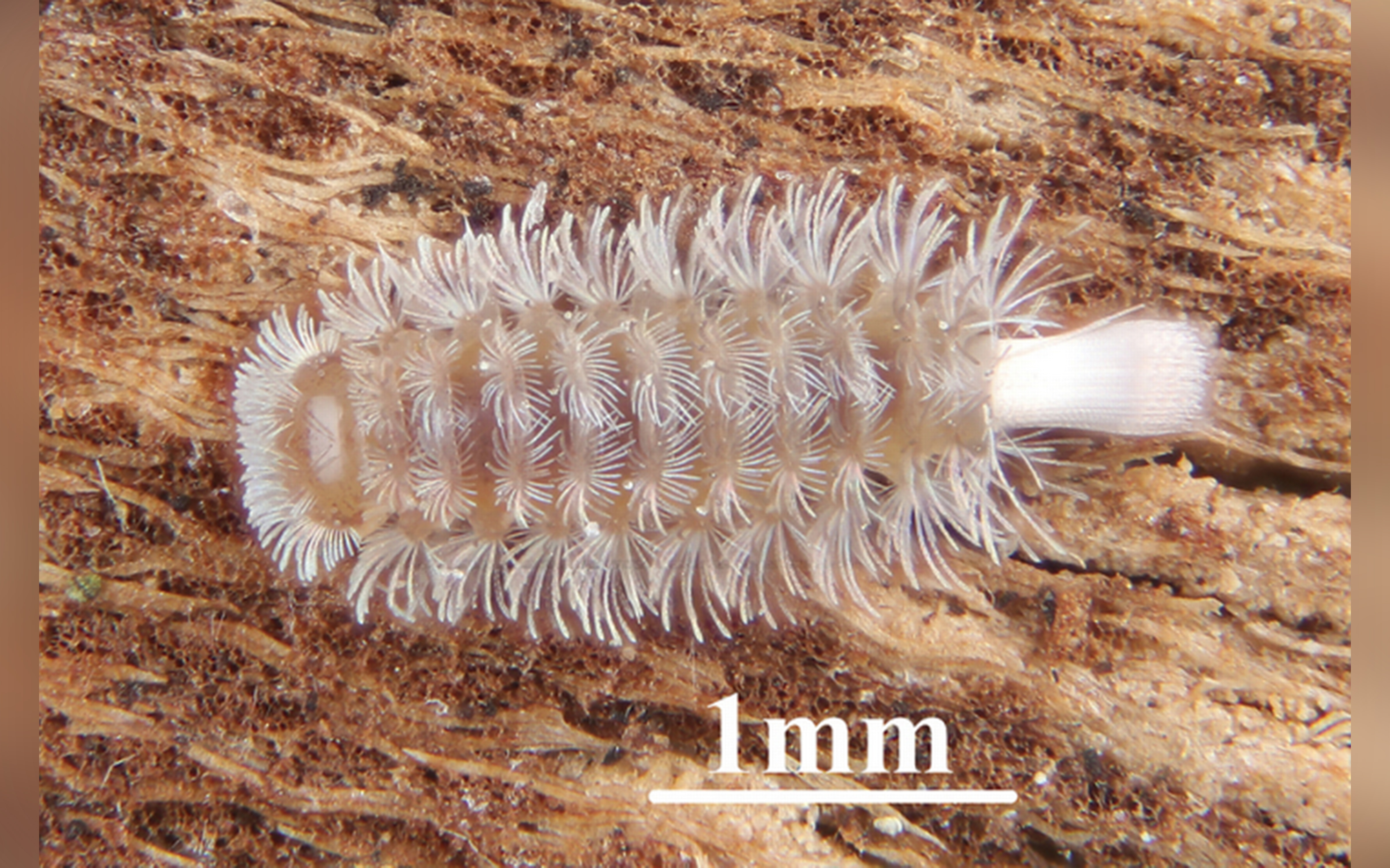 The millipede is covered with tufts of hair-like structures.  Y. D. Yang Wang Y, Jin A, Gao S, Wang J, Dong Y (2025)
