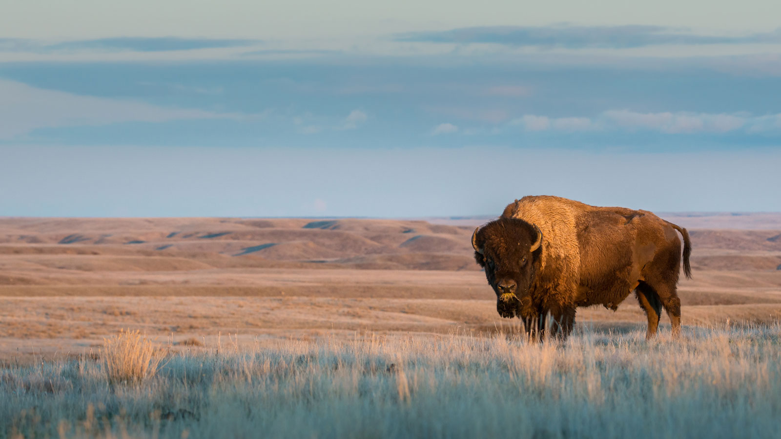 The animals I’ve always referred to as buffalo, the creatures that used to migrate up and down the great plains region of the US, are actually American bison, which are not exactly buffalo.