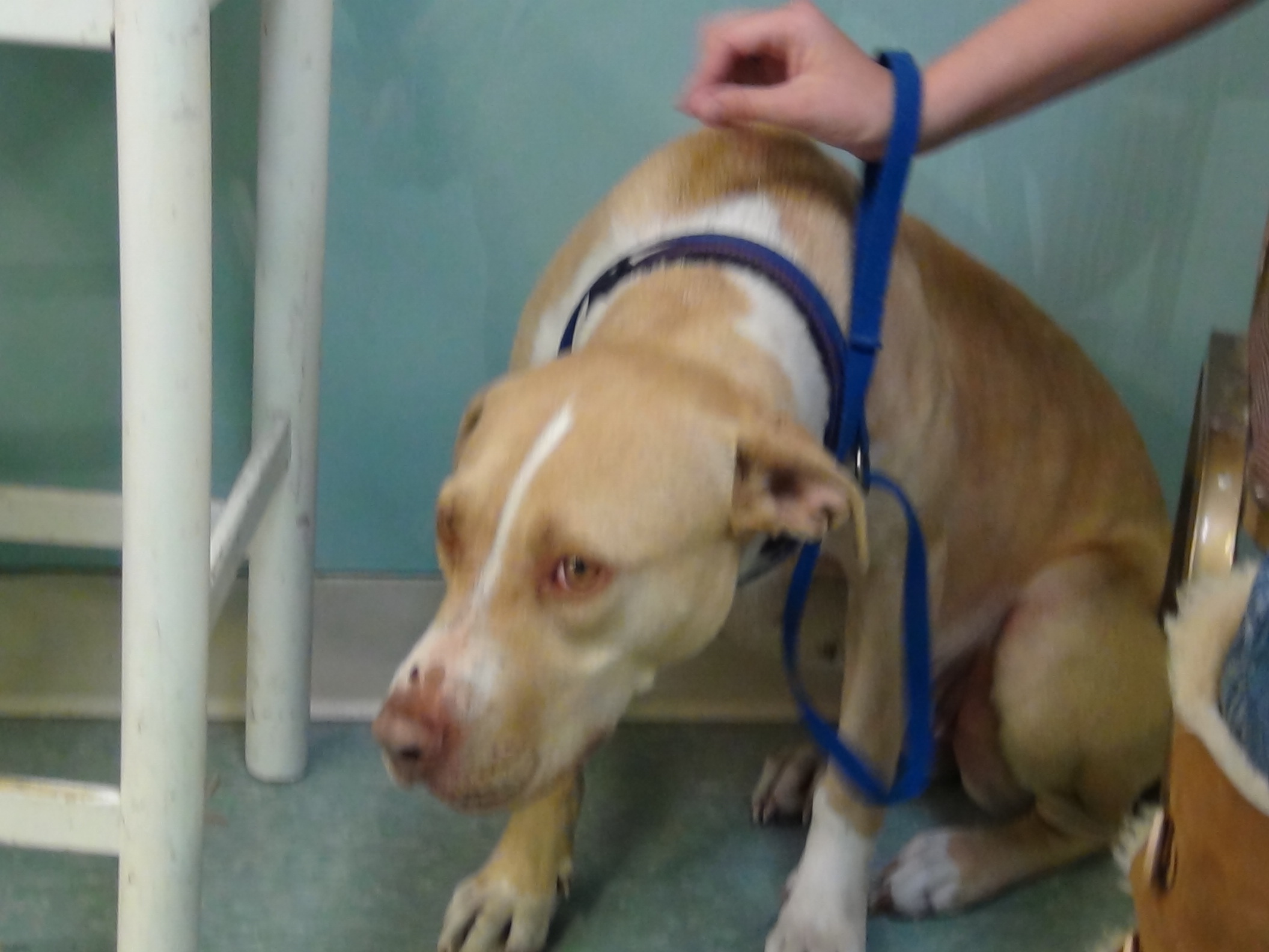 Daisy Mae, a very shy lab pit mix hopes to find a forever home (LIVE! photo by Cheyenne Benson)