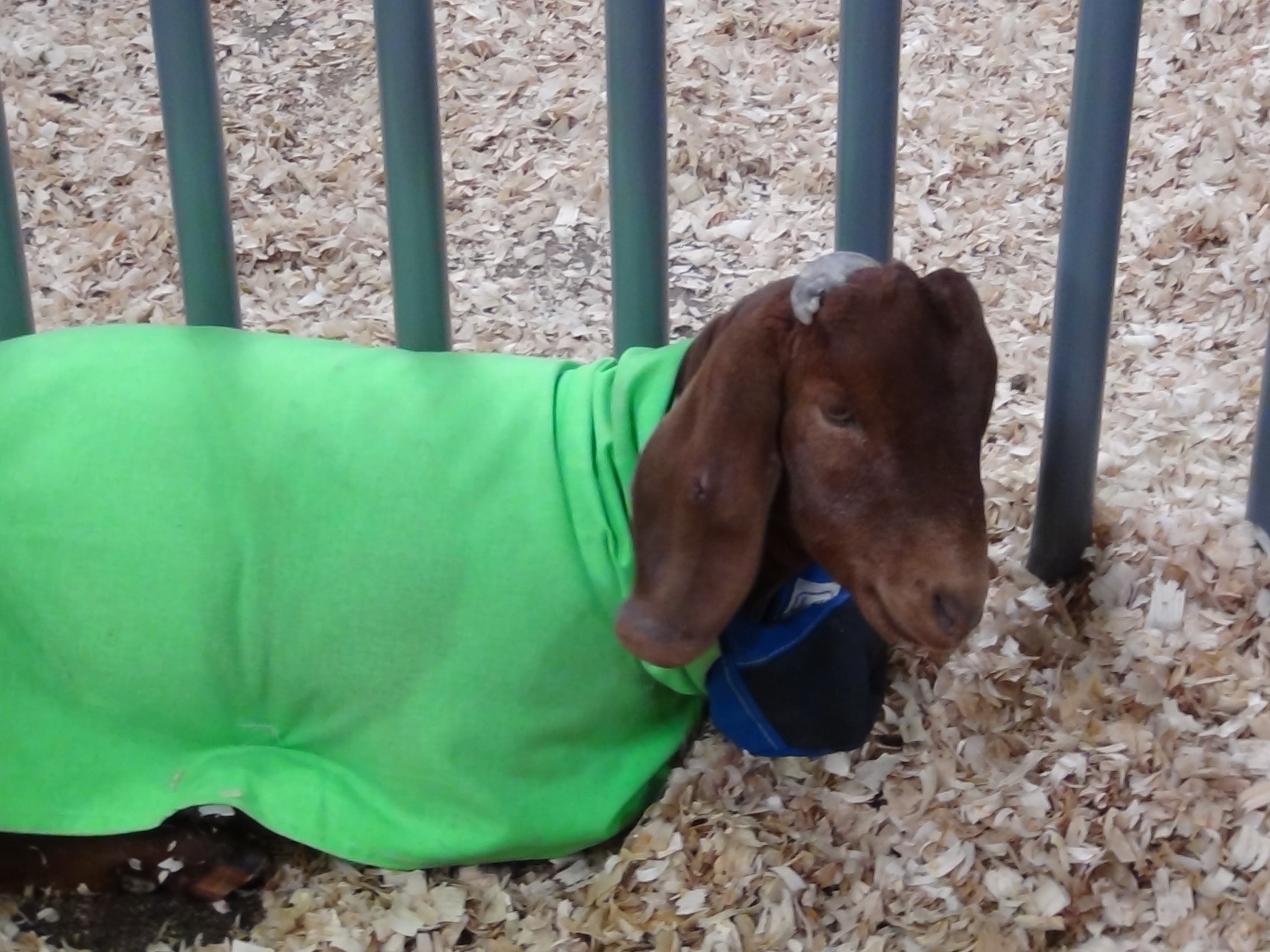 A goat in a coat waits for its owner (LIVE! photo by Cheyenne Benson)
