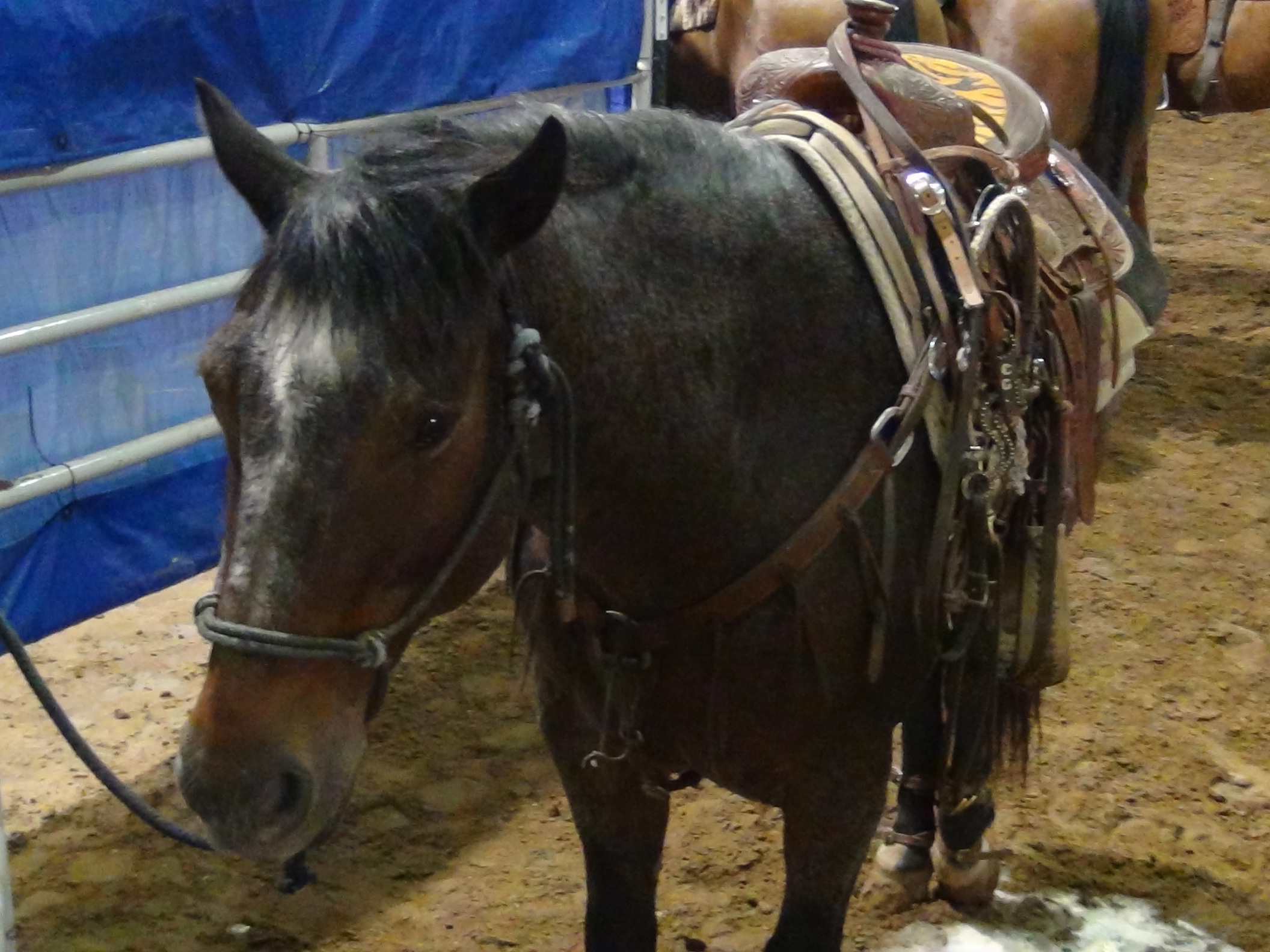A Quarter Horse patiently awaits his turn for roping (LIVE! photo by Cheyenne Benson)
