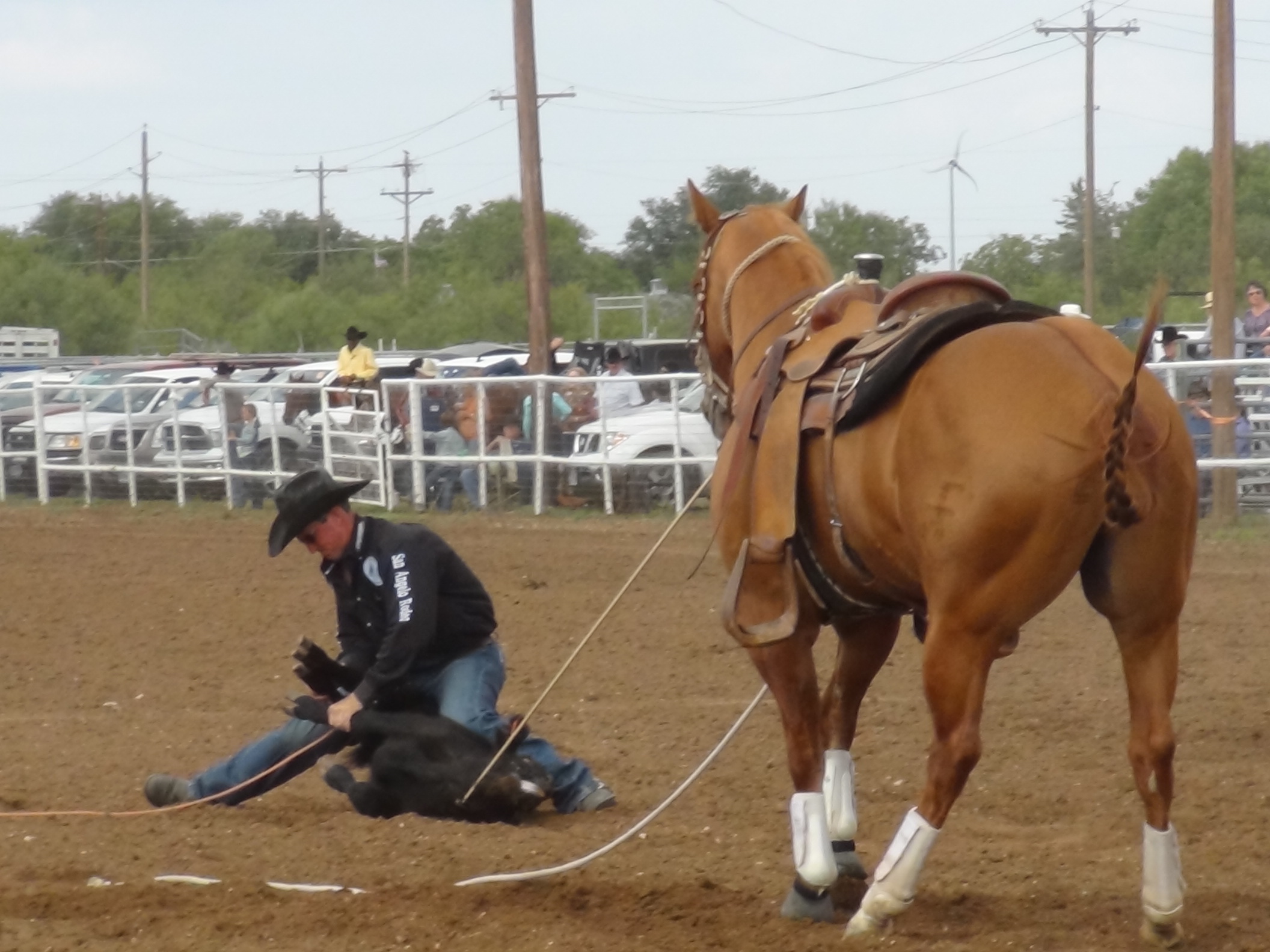 Roper ties the calf while the horse holds (LIVE! photo by Cheyenne Benson)