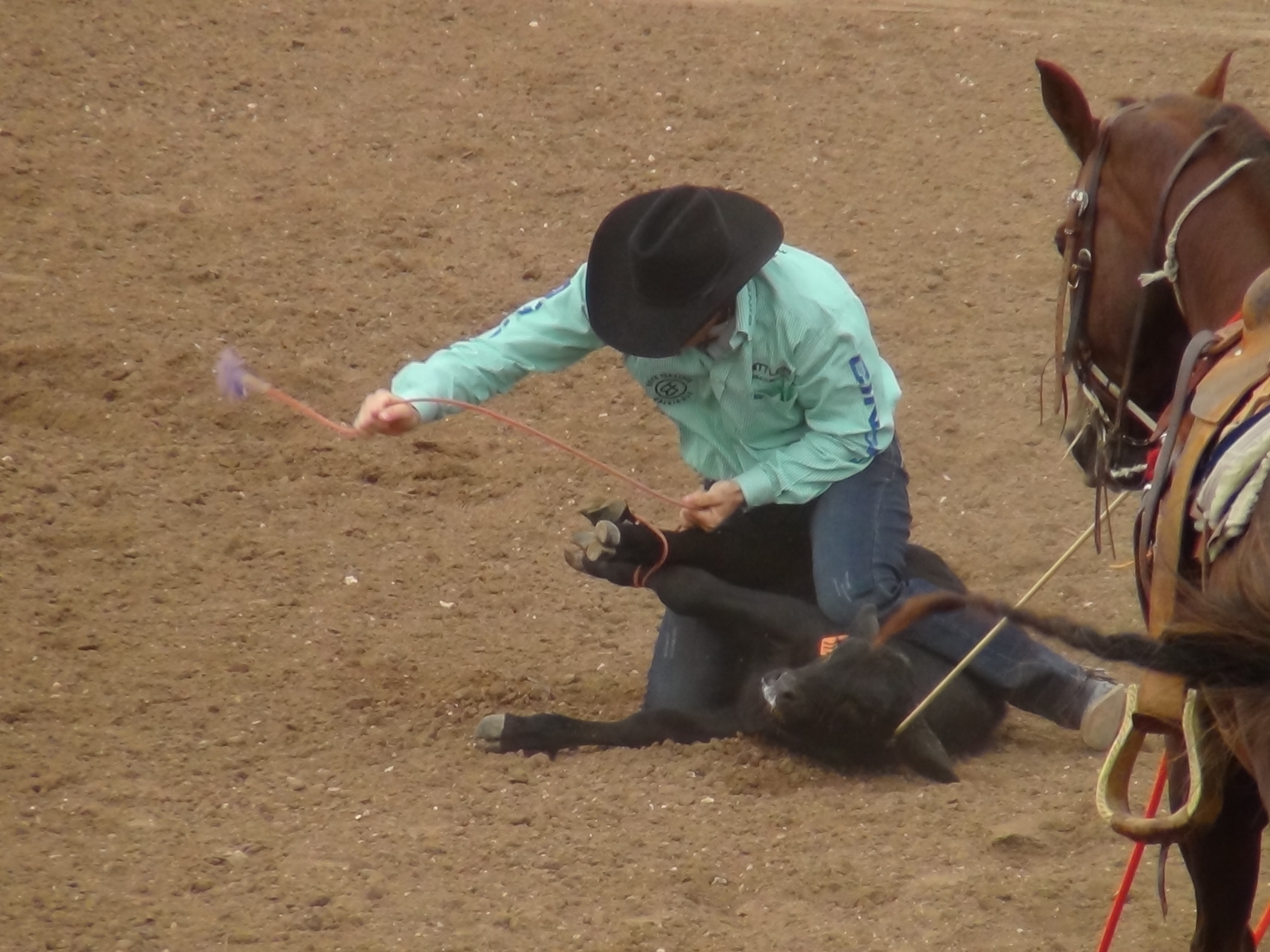 Tie Down Roping (LIVE! photo by Cheyenne Benson)