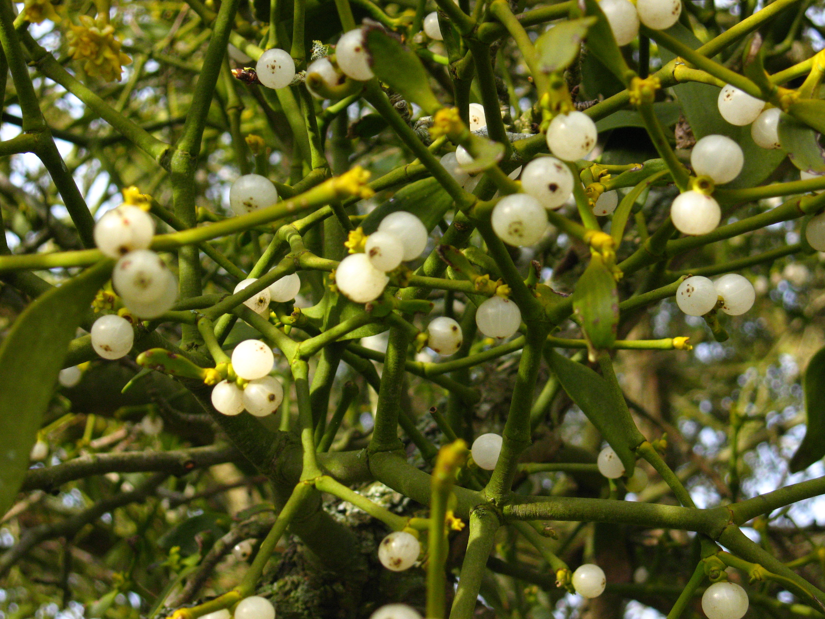 Mistletoe is not as tasty as said white berries seem (photo courtesy of wikipedia)