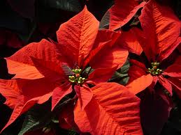 A poinsettia with it's leaves turned to red (photo courtesy of sunnyside-gardens.com)