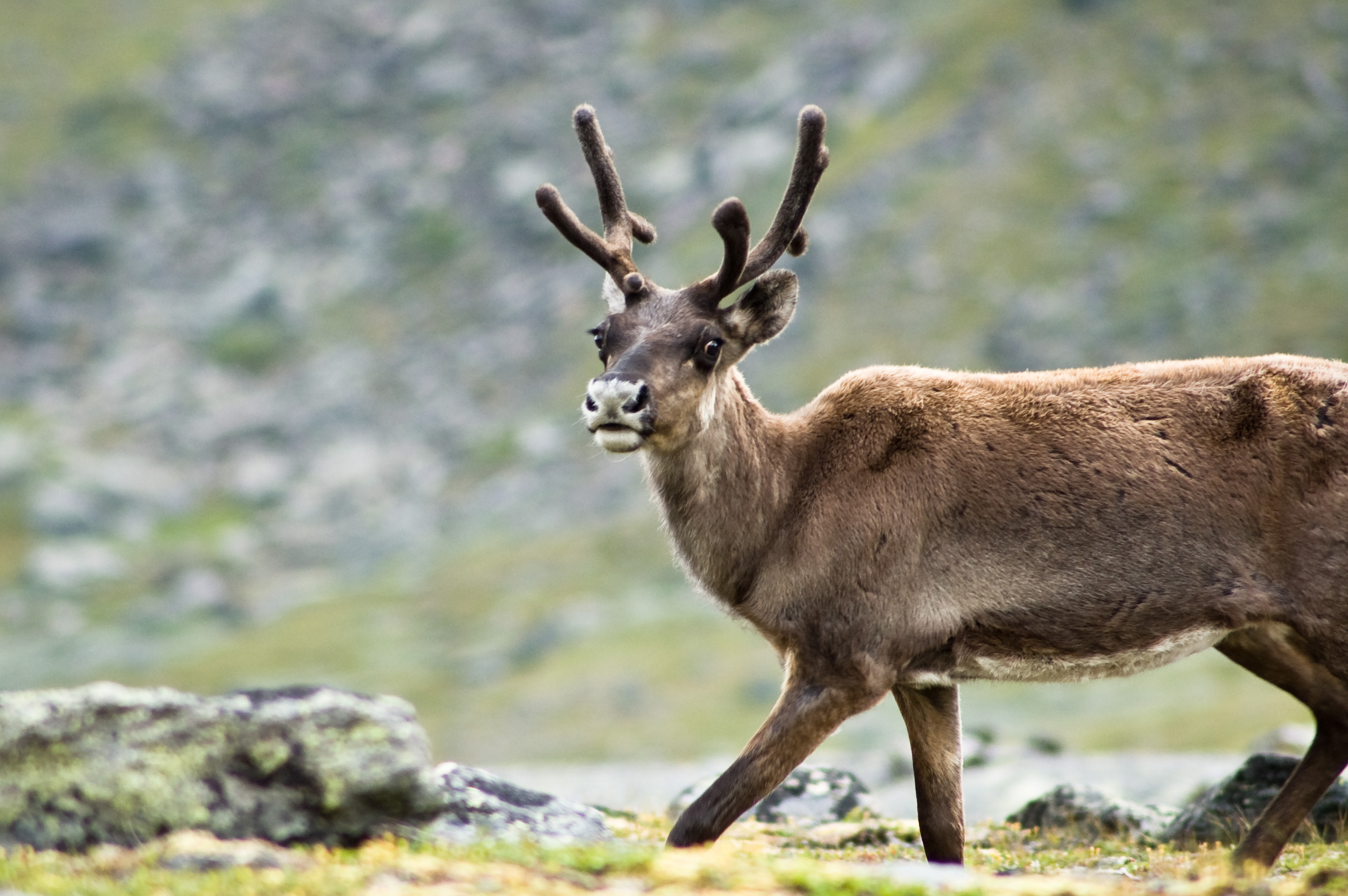 A reindeer, I know, it doesn't look aerodynamic to me either (photo courtesy of commons.wikipedia)
