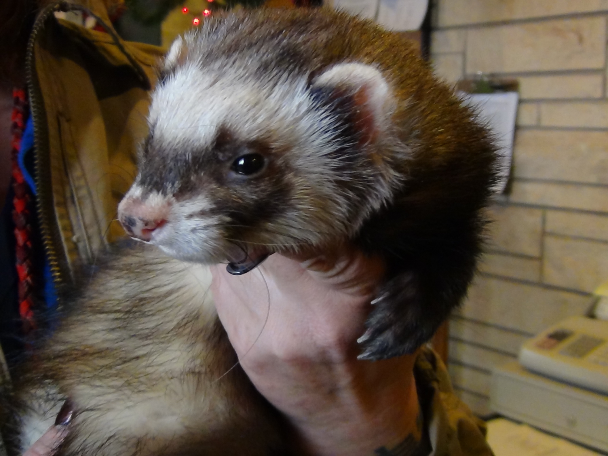 Bandit the ferret (LIVE! photo by Cheyenne Benson)