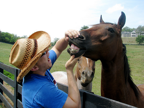 The phrase, 'don't look a gift horse in the mouth,' dates back to times where livestock purchasing and trading was more common. (Photo courtesy of ronamok.com)