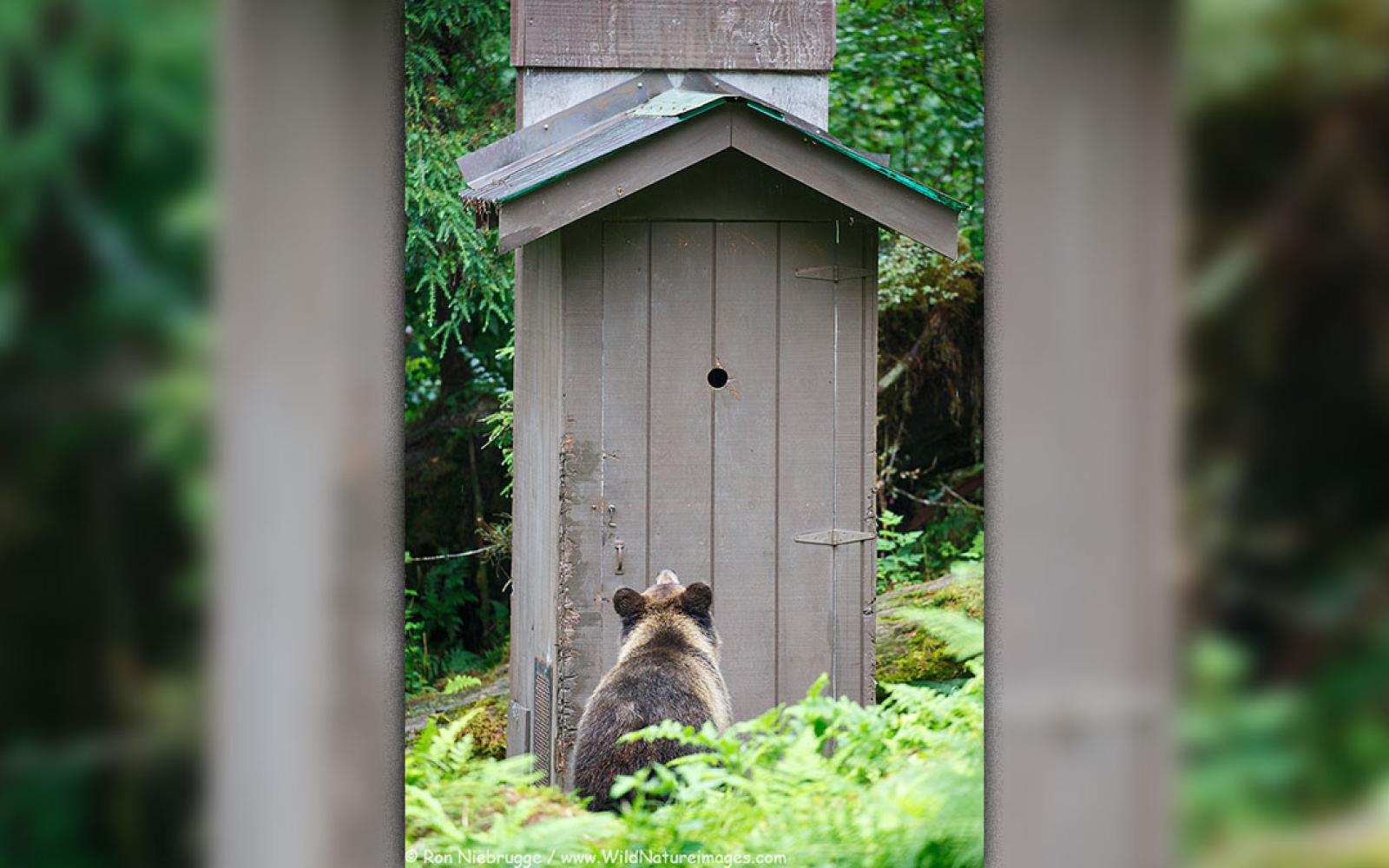 A bear awaiting his turn at an outhouse