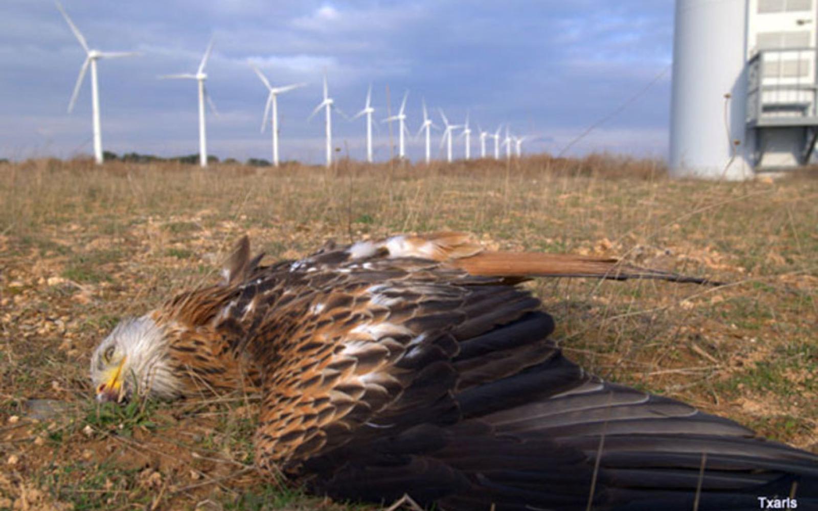 In 2021 there was a grant to the University of Minnesota to teach eagles not to fly into wind turbines.